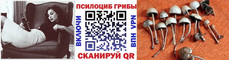 Псилоцибиновые грибы GOLDEN TEACHER дарнет шоп площадка наркотические препараты Выкса